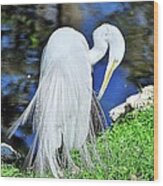 White Heron Wood Print