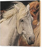 White Icelandic Horse Wood Print