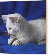 White Kitty On Blue Wood Print