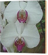 White Orchid Wood Print