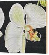 White Orchids Wood Print