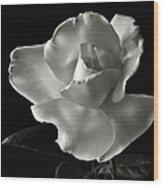 White Rose In Black And White Wood Print