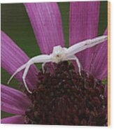 Whitebanded Crab Spider On Tennessee Coneflower Wood Print