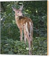 Whitetail Deer Fawn Wood Print