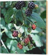 Wild Oregon Blackberries Wood Print