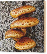 Wild Shiitake Mushrooms Wood Print