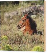 Wild Spanish Mustang Foal Wood Print