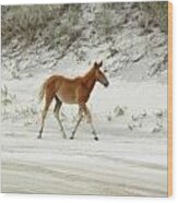 Wild Spanish Mustang Foal Of The Outer Banks Of North Carolina Wood Print