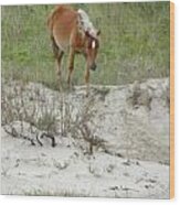 Wild Spanish Mustang Of The Outer Banks Of North Carolina Wood Print