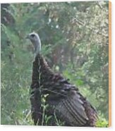 Wild Turkey 6380 3x4 Wood Print