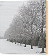 Winter Hoar Frost On Trees Wood Print