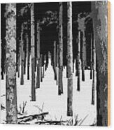 Winter Wooded Path Wood Print