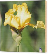 Yellow And White Iris Wood Print
