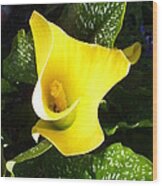 Yellow Calla Lily Wood Print