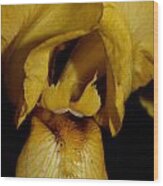 Yellow Iris - 4 Wood Print