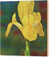 Yellow Iris Wood Print