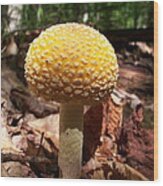 Yellow Mushroom Wood Print