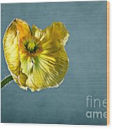 Yellow Poppy Wood Print