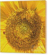 Yellow Sunflower With Ladybug - Square Format Wood Print