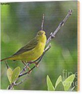 Yellow Warbler Wood Print