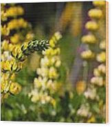 Yellow Wildflower Lupine Wood Print
