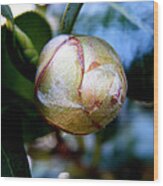 Young Camellia Wood Print