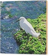 Young Snowy Egret Wood Print