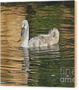 Young Swan Basking In A Golden Sunset Wood Print
