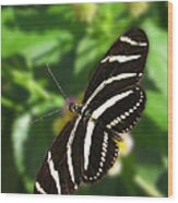 Zebra Heliconian Butterfly 1 Wood Print