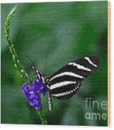 Zebra Longwing Wood Print