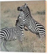 Zebras Fighting Wood Print