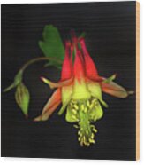 Columbine #2 Wood Print