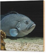 Grumpy Grouper Wood Print