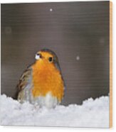 Robin In The Snow Wood Print