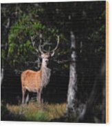Stag In The Forest Wood Print