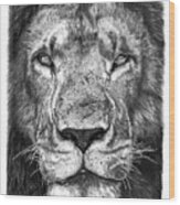 059 - Lorien The Lion Wood Print