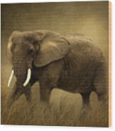 African Elephant #1 Wood Print