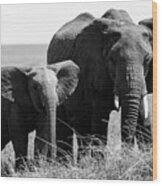 African Elephants #1 Wood Print