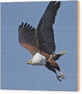 African Fish Eagle Wood Print