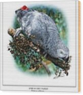African Grey Parrot #1 Wood Print