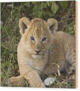 African Lion 5 Week Old Cub Masai Mara #1 Wood Print