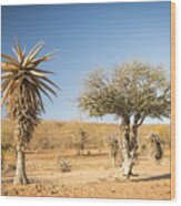 Aloe Vera Trees Botswana Africa #1 Wood Print