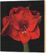 Amaryllis 'merry Christmas #1 Wood Print