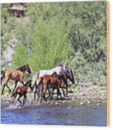 Arizona Wild Horses #1 Wood Print