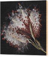 Asclepias Currasavica--seed Pod #2 Wood Print