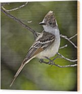 Ash-throated Flycatcher #1 Wood Print