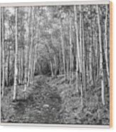 Aspen Forest Wood Print