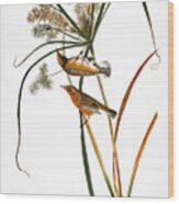 Audubon: Warbler, (1827) #1 Wood Print
