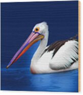 Australian Pelican #1 Wood Print