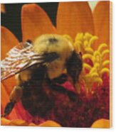 Bee With Zinnia #2 Wood Print